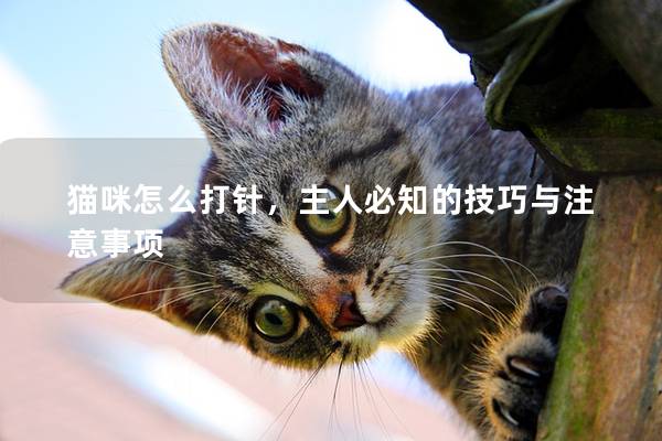 猫咪怎么打针，主人必知的技巧与注意事项