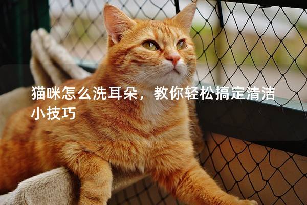 猫咪怎么洗耳朵，教你轻松搞定清洁小技巧