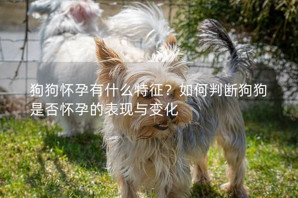 狗狗怀孕有什么特征？如何判断狗狗是否怀孕的表现与变化