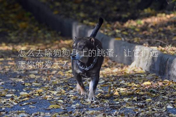 怎么去除狗狗身上的跳蚤，让它们远离你的爱犬？