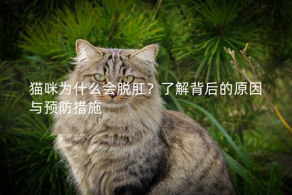 猫咪为什么会脱肛？了解背后的原因与预防措施