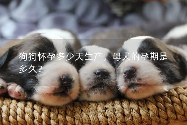 狗狗怀孕多少天生产，母犬的孕期是多久？