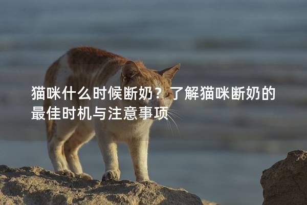 猫咪什么时候断奶？了解猫咪断奶的最佳时机与注意事项