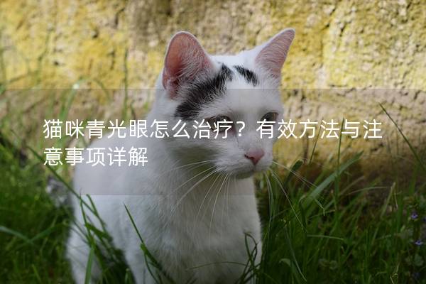 猫咪青光眼怎么治疗？有效方法与注意事项详解