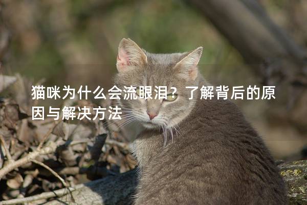 猫咪为什么会流眼泪？了解背后的原因与解决方法