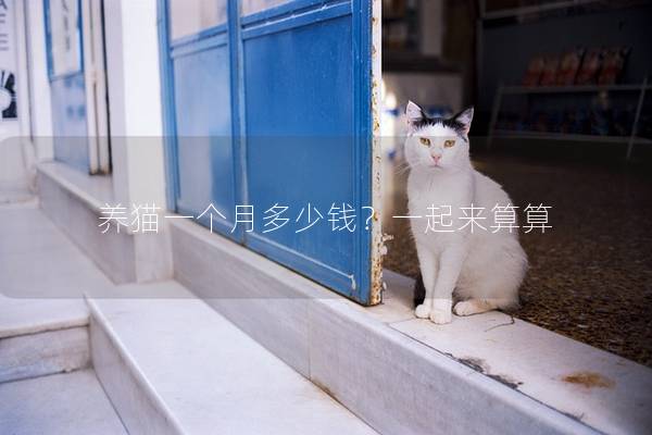 养猫一个月多少钱？一起来算算