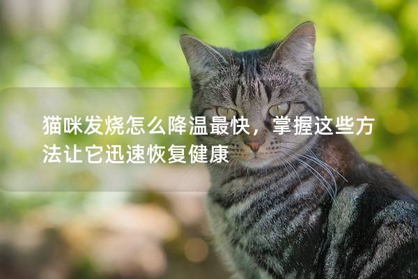 猫咪发烧怎么降温最快，掌握这些方法让它迅速恢复健康