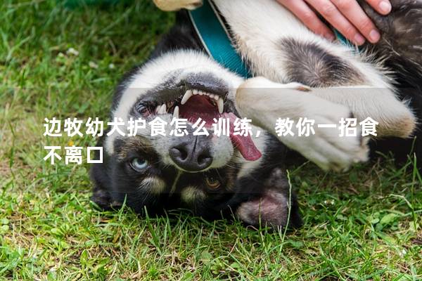 边牧幼犬护食怎么训练，教你一招食不离口