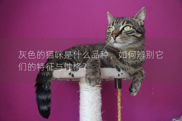 灰色的猫咪是什么品种，如何辨别它们的特征与性格？