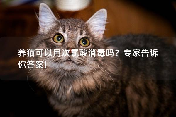 养猫可以用次氯酸消毒吗？专家告诉你答案!