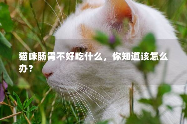 猫咪肠胃不好吃什么，你知道该怎么办？