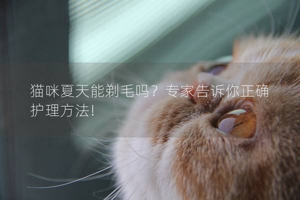 猫咪夏天能剃毛吗？专家告诉你正确护理方法!