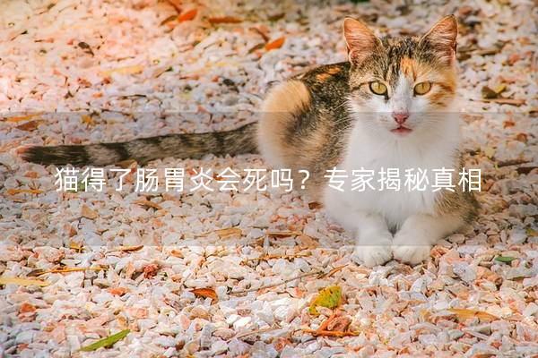 猫得了肠胃炎会死吗？专家揭秘真相