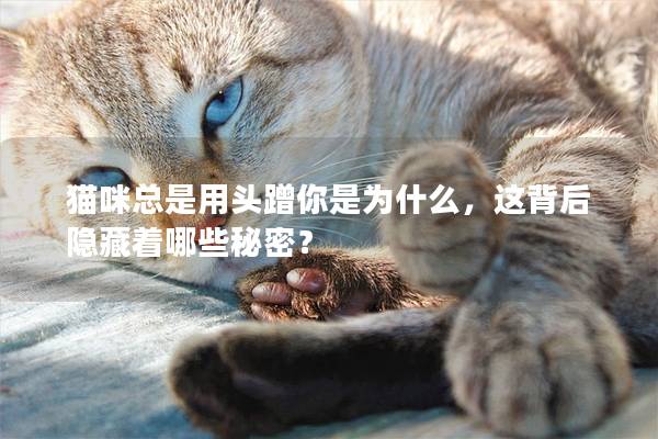 猫咪总是用头蹭你是为什么，这背后隐藏着哪些秘密？