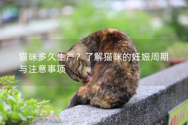 猫咪多久生产？了解猫咪的妊娠周期与注意事项