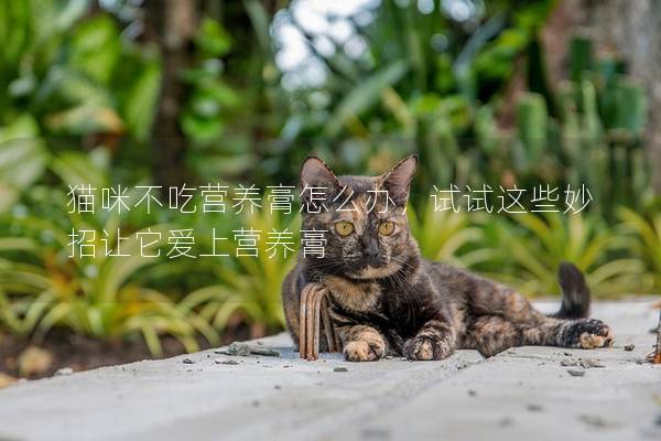 猫咪不吃营养膏怎么办，试试这些妙招让它爱上营养膏