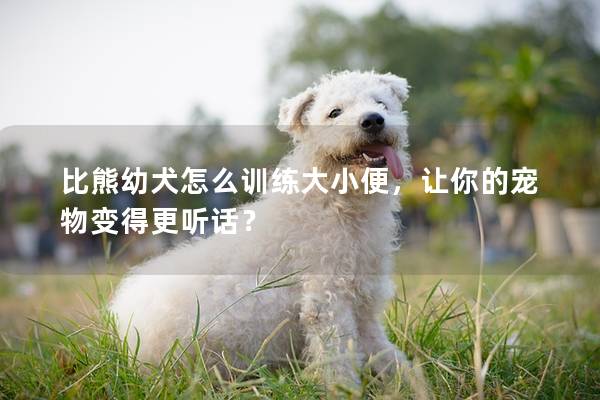 比熊幼犬怎么训练大小便，让你的宠物变得更听话？