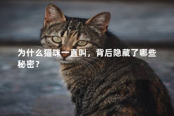 为什么猫咪一直叫，背后隐藏了哪些秘密？