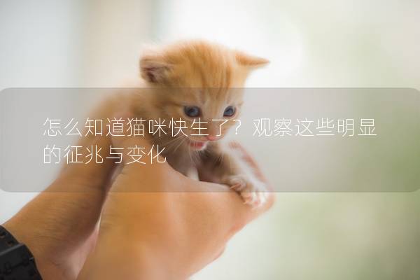 怎么知道猫咪快生了？观察这些明显的征兆与变化