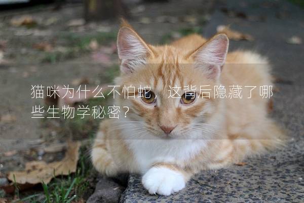 猫咪为什么不怕蛇，这背后隐藏了哪些生物学秘密？