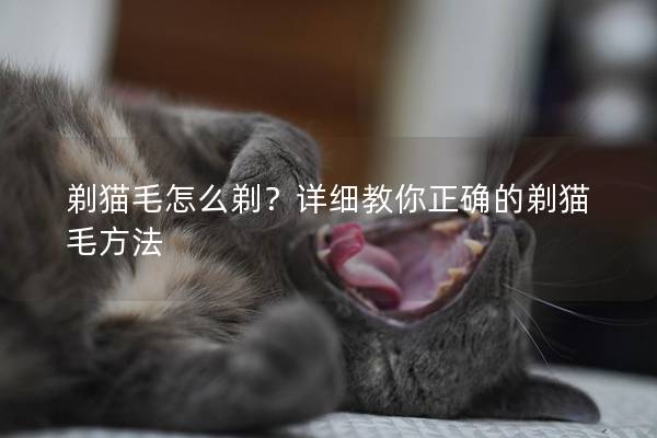 剃猫毛怎么剃？详细教你正确的剃猫毛方法