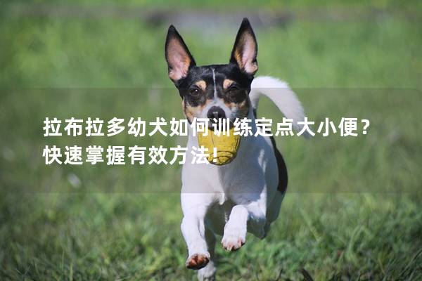 拉布拉多幼犬如何训练定点大小便？快速掌握有效方法!