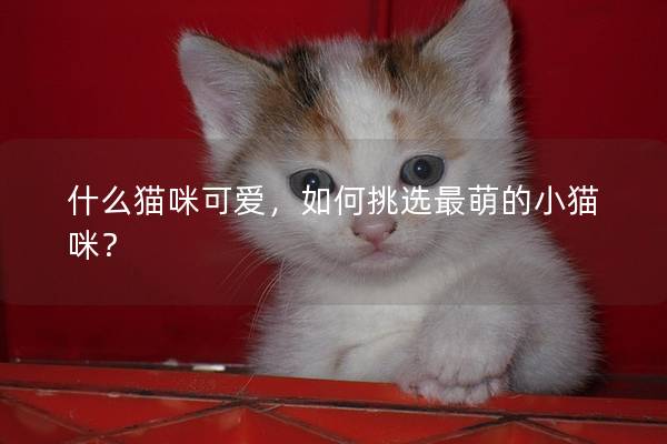 什么猫咪可爱，如何挑选最萌的小猫咪？