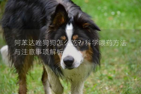 阿苯达唑狗狗怎么吃？科学喂药方法与注意事项解析