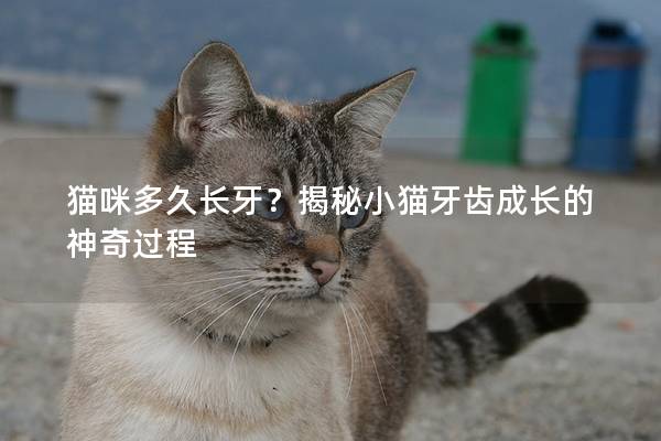 猫咪多久长牙？揭秘小猫牙齿成长的神奇过程