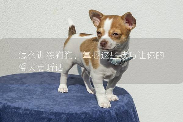 怎么训练狗狗，掌握这些技巧让你的爱犬更听话