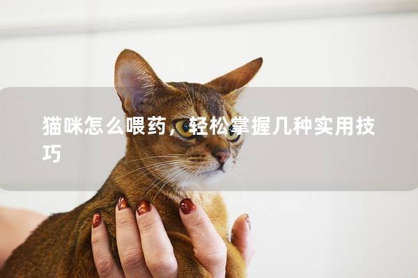 猫咪怎么喂药，轻松掌握几种实用技巧