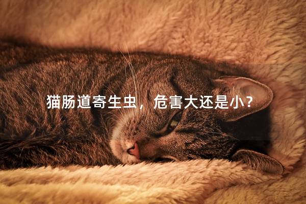 猫肠道寄生虫，危害大还是小？