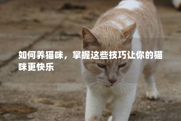 如何养猫咪，掌握这些技巧让你的猫咪更快乐