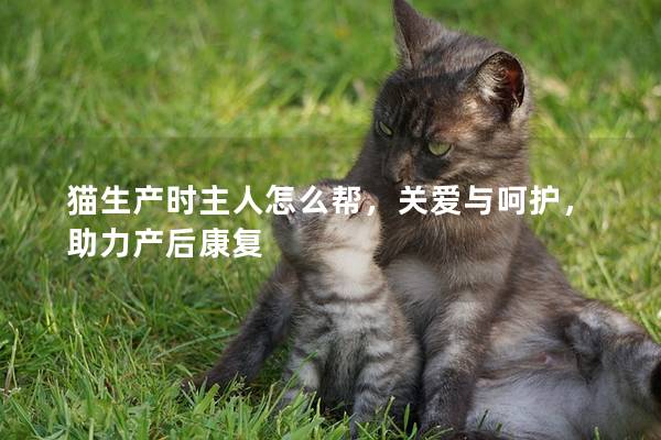 猫生产时主人怎么帮，关爱与呵护，助力产后康复