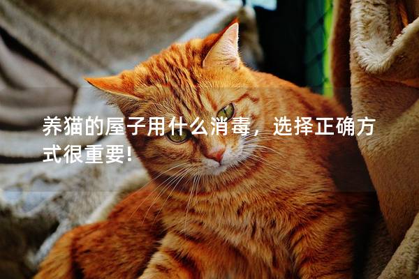 养猫的屋子用什么消毒，选择正确方式很重要!