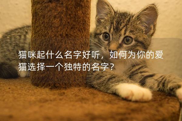 猫咪起什么名字好听，如何为你的爱猫选择一个独特的名字？