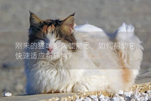 刚来的猫咪多久能熟悉，如何帮助它快速适应新环境？