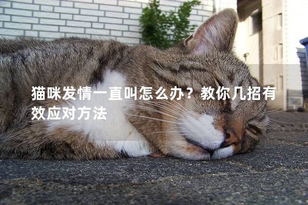 猫咪发情一直叫怎么办？教你几招有效应对方法