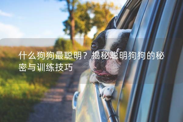 什么狗狗最聪明？揭秘聪明狗狗的秘密与训练技巧