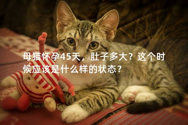 母猫怀孕45天，肚子多大？这个时候应该是什么样的状态？