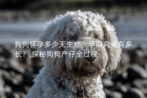 狗狗怀孕多少天生产，孕期究竟有多长？,探秘狗狗产仔全过程