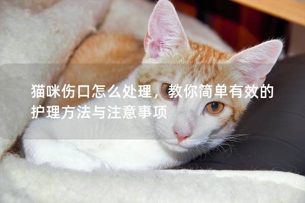 猫咪伤口怎么处理，教你简单有效的护理方法与注意事项