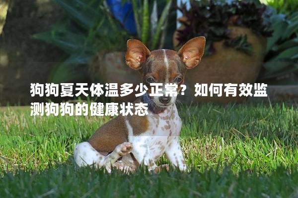 狗狗夏天体温多少正常？如何有效监测狗狗的健康状态