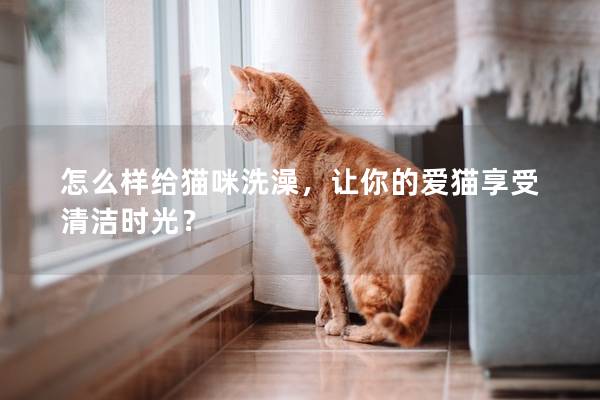 怎么样给猫咪洗澡，让你的爱猫享受清洁时光？