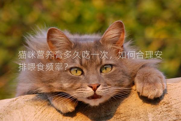 猫咪营养膏多久吃一次，如何合理安排喂食频率？