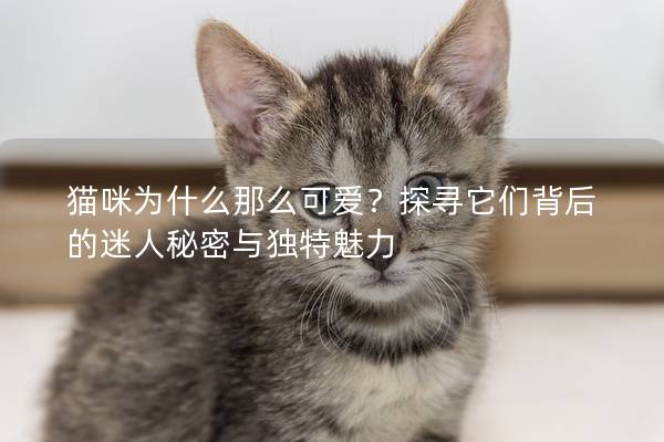 猫咪为什么那么可爱？探寻它们背后的迷人秘密与独特魅力