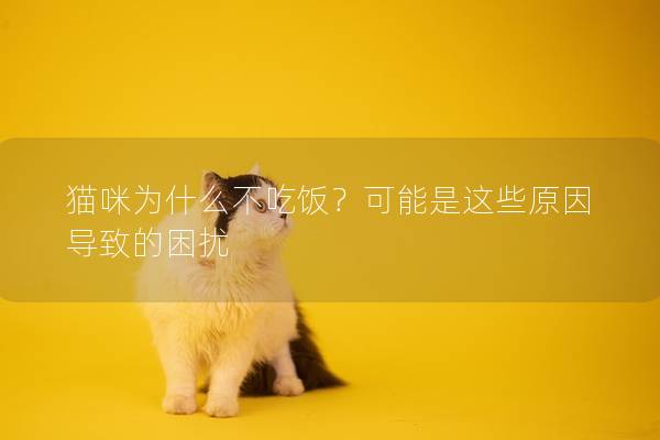 猫咪为什么不吃饭？可能是这些原因导致的困扰