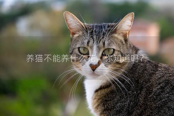 养猫不能养什么花，你知道吗？