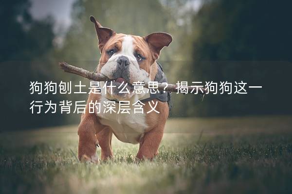 狗狗刨土是什么意思？揭示狗狗这一行为背后的深层含义