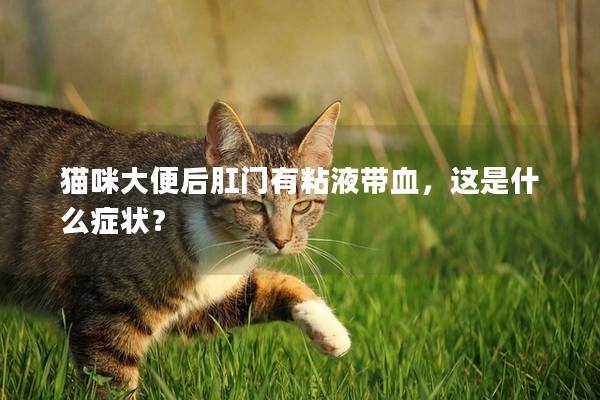 猫咪大便后肛门有粘液带血，这是什么症状？